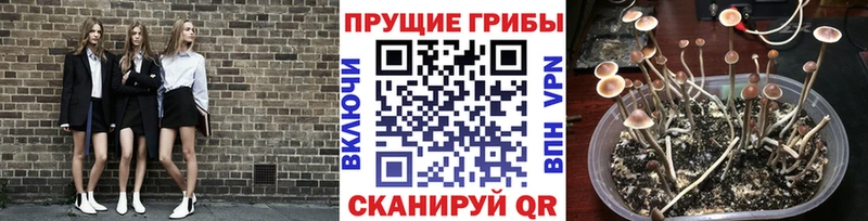 где найти наркотики Шуя kraken как войти Псилоцибиновые грибы MAGIC MUSHROOMS